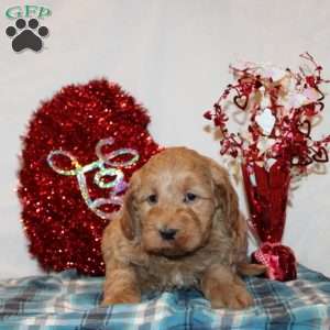 Dallas, Mini Goldendoodle Puppy